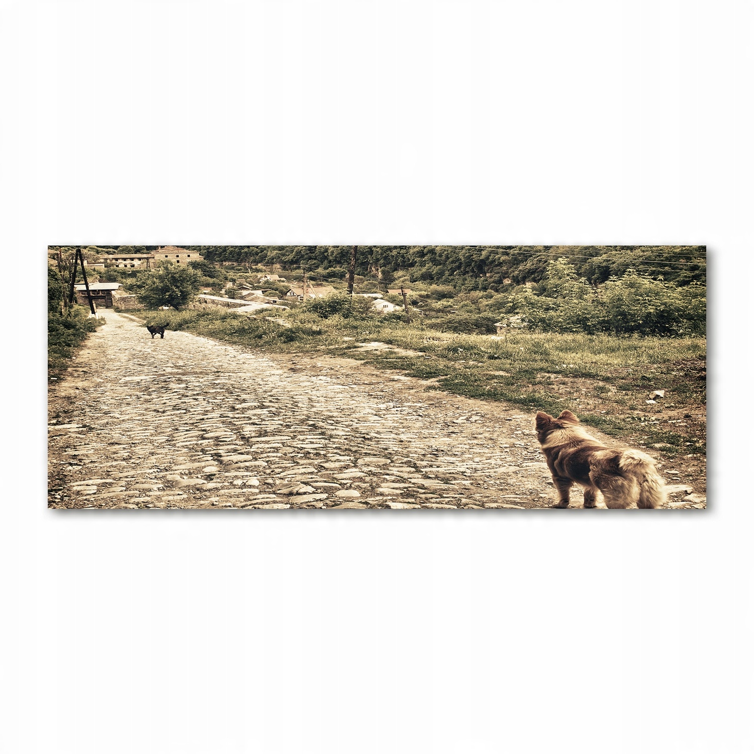 

Foto obraz szkło akryl Dwa psy na wzgórzu 125x50cm