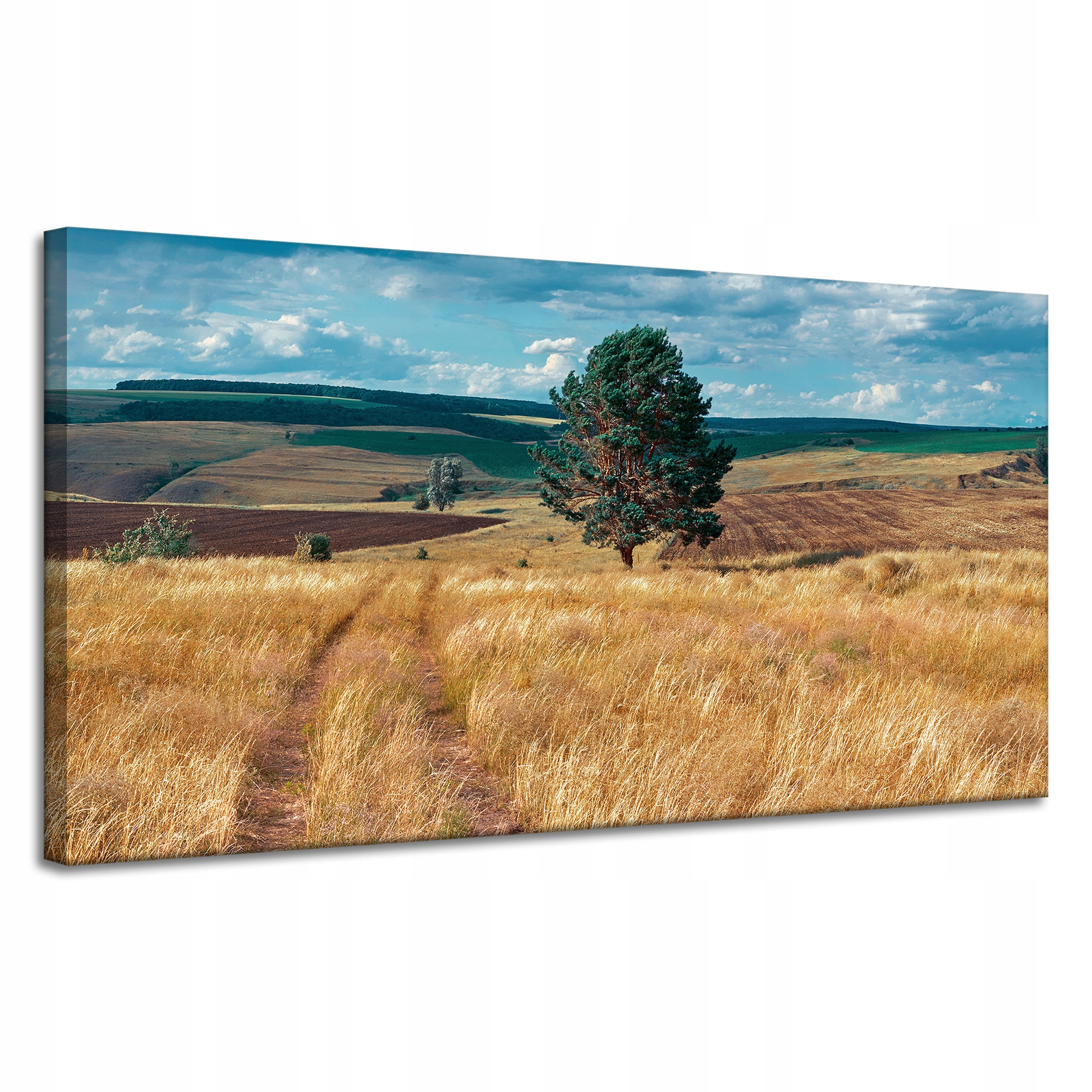 Obraz na plátně Pole Obilí Příroda Mraky Krajina 120x60 cm
