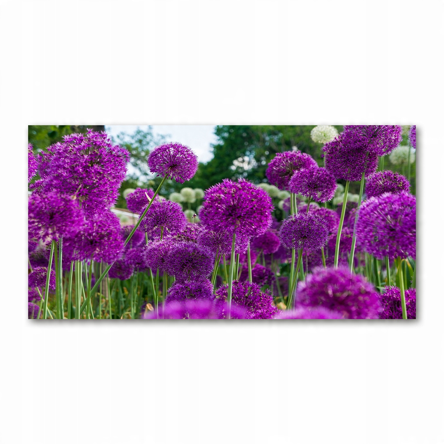 

Foto obraz akryl zdjęcie Kwiaty czosnku 120X60 cm