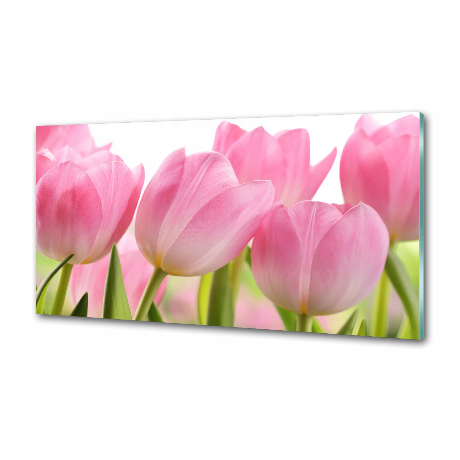 Panel do kuchyne Ružové tulipány 120 x 60 cm Lepidlo