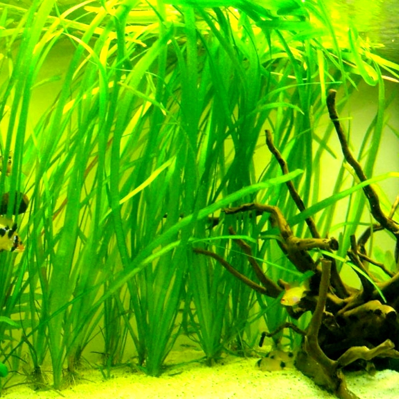 Vallisneria spiralis - RA koszyk XXL