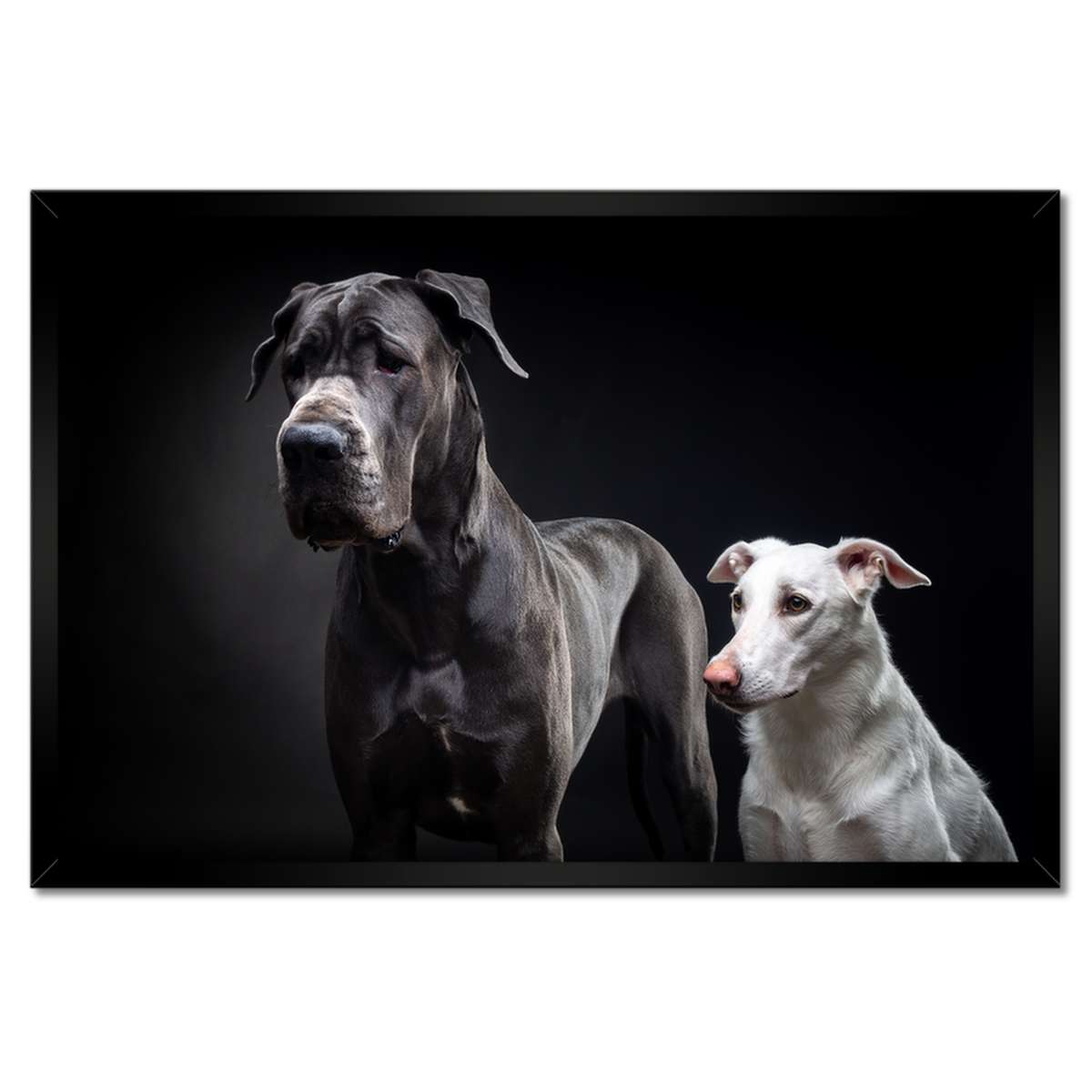 Plakáty v rámu 60x40 Dog Německý pejsek