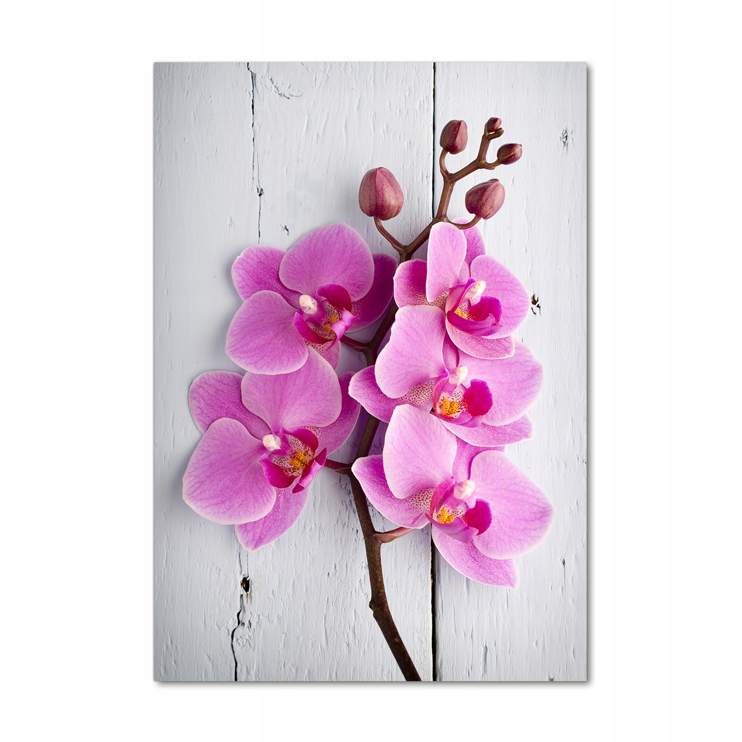 

Foto obraz na szkle pionowy Różowa orchidea 70x100