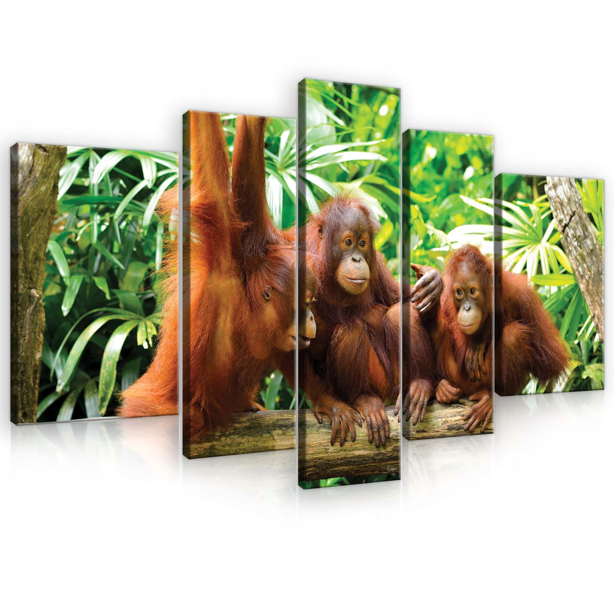 Obraz 170x100 Orangutan rodina džungľa trópy príroda pokoj harmónia