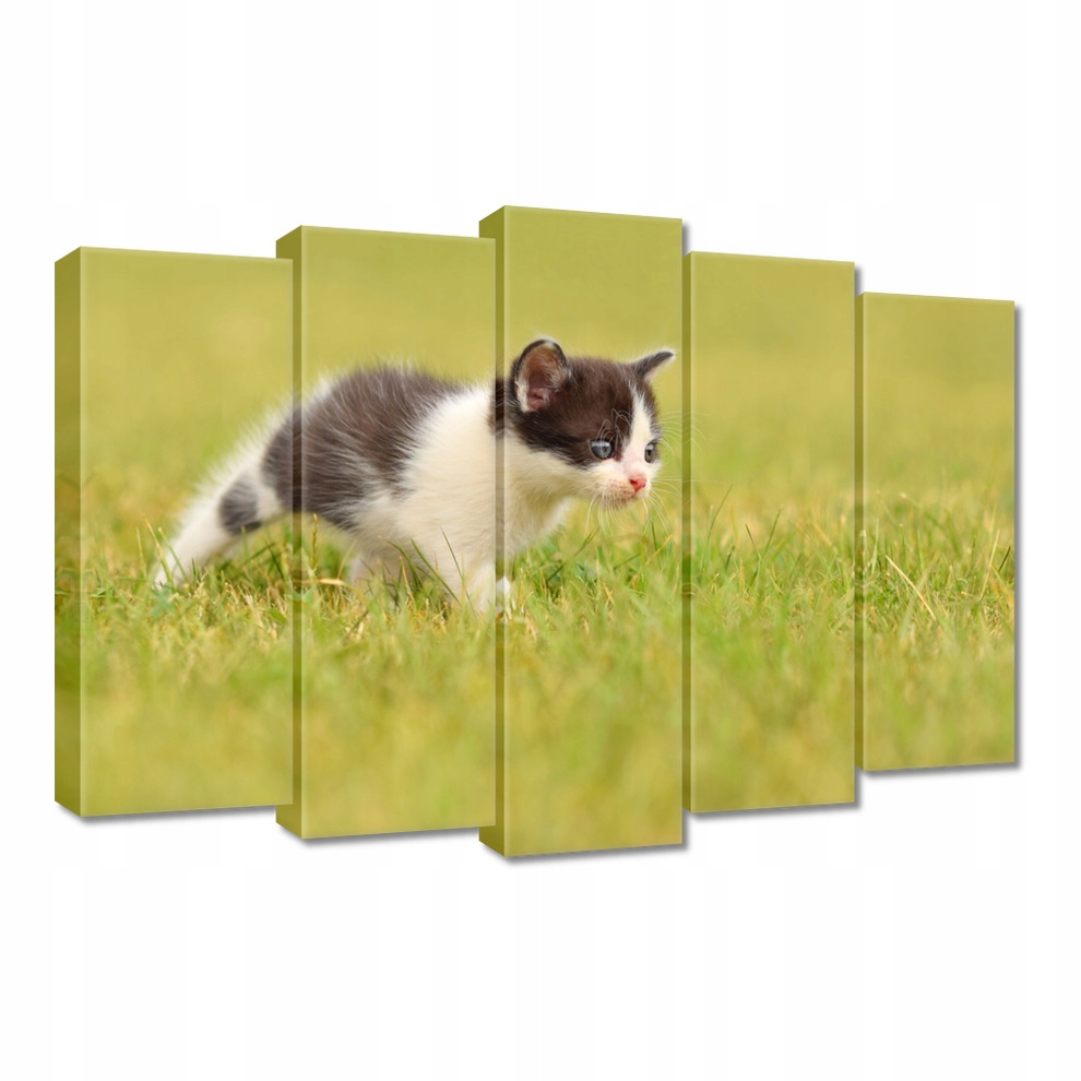 

Obrazy 70x50 Kot Kotki Koty Kicia