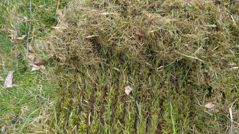 24X sprężyna wertykulatora AL-KO 38 E P 32 VLB VLE Marka perfektGarten