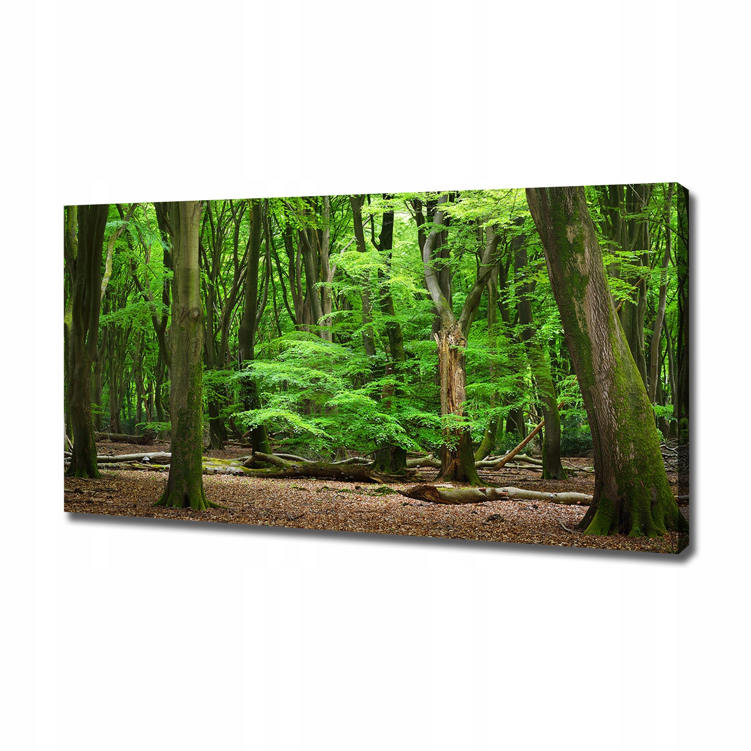 

Foto obraz na płótnie Holenderski las 120x60 cm