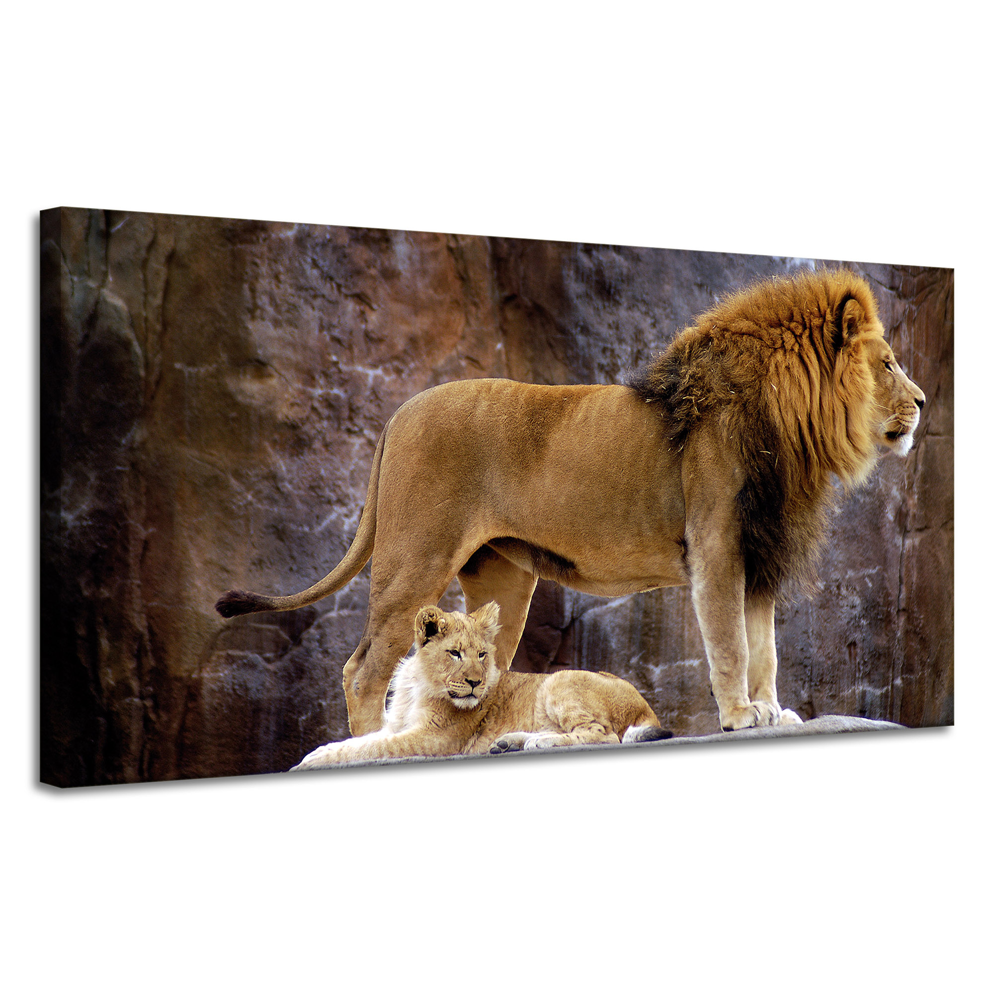 Obraz na plátně Pár Lvů Na Skále Hory Příroda 120x60 cm