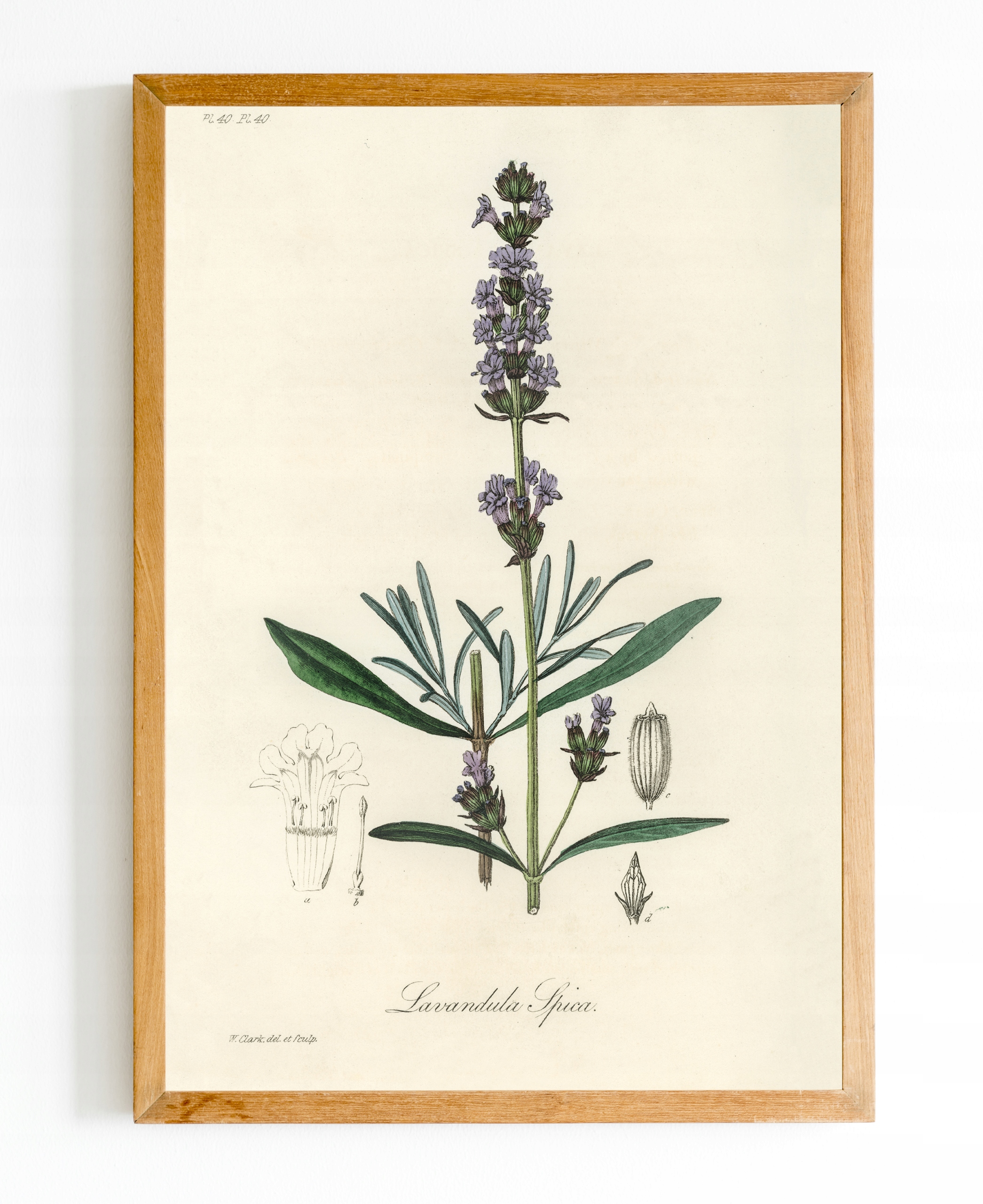 

Obraz plakat Botanik Botanical Rośliny A4 #bn06