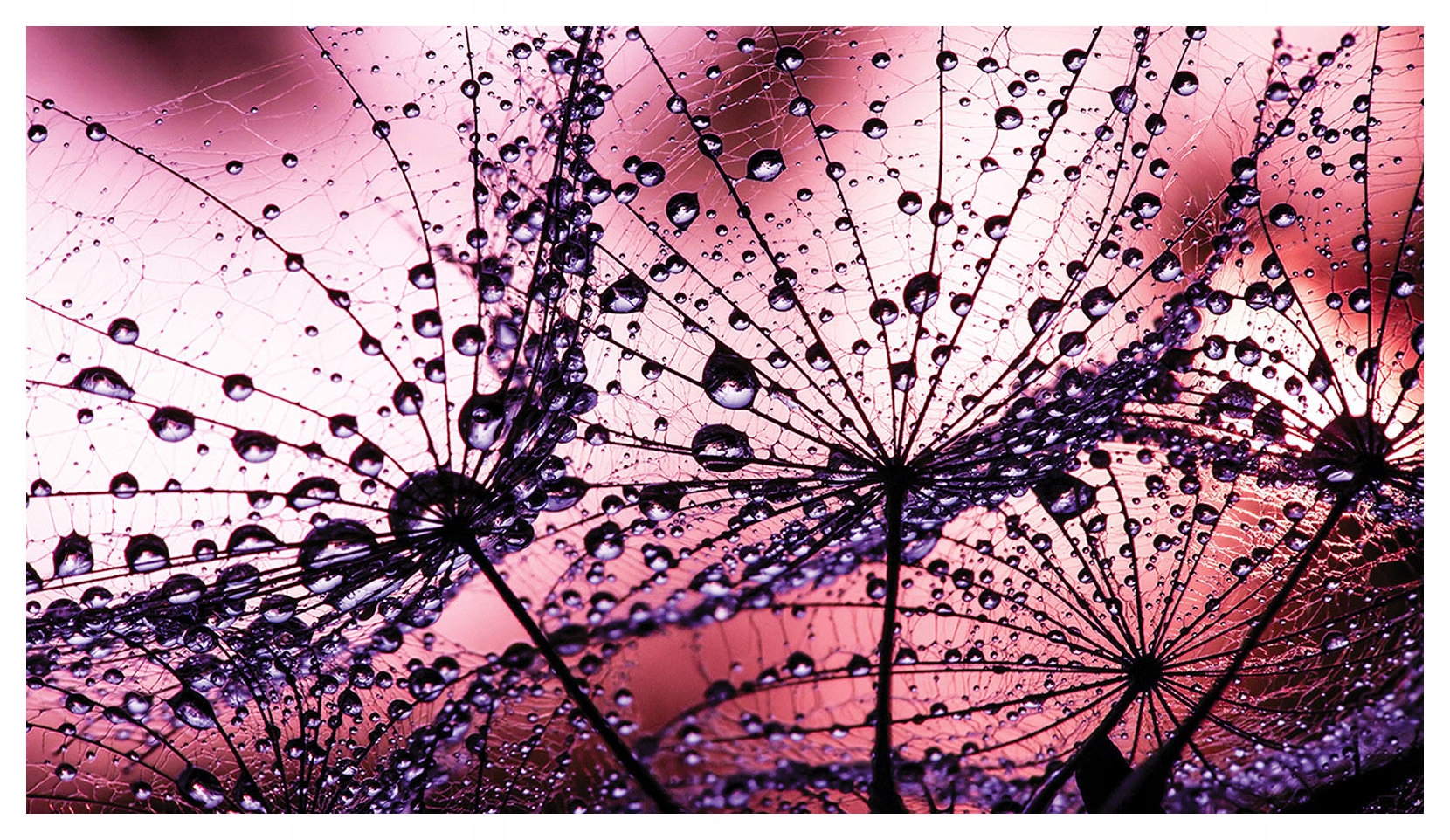 Fototapeta Rosa na dúchadle vinylová 368x254 jemnosť a pokoj lepidlo