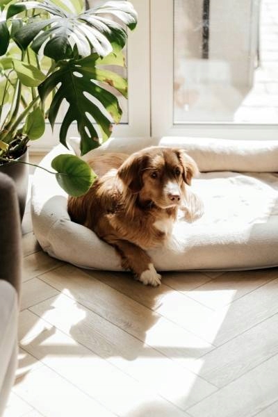 Panele Winylowe LAMETT Jasna JODEŁKA Dąb Mistrall Stan opakowania oryginalne