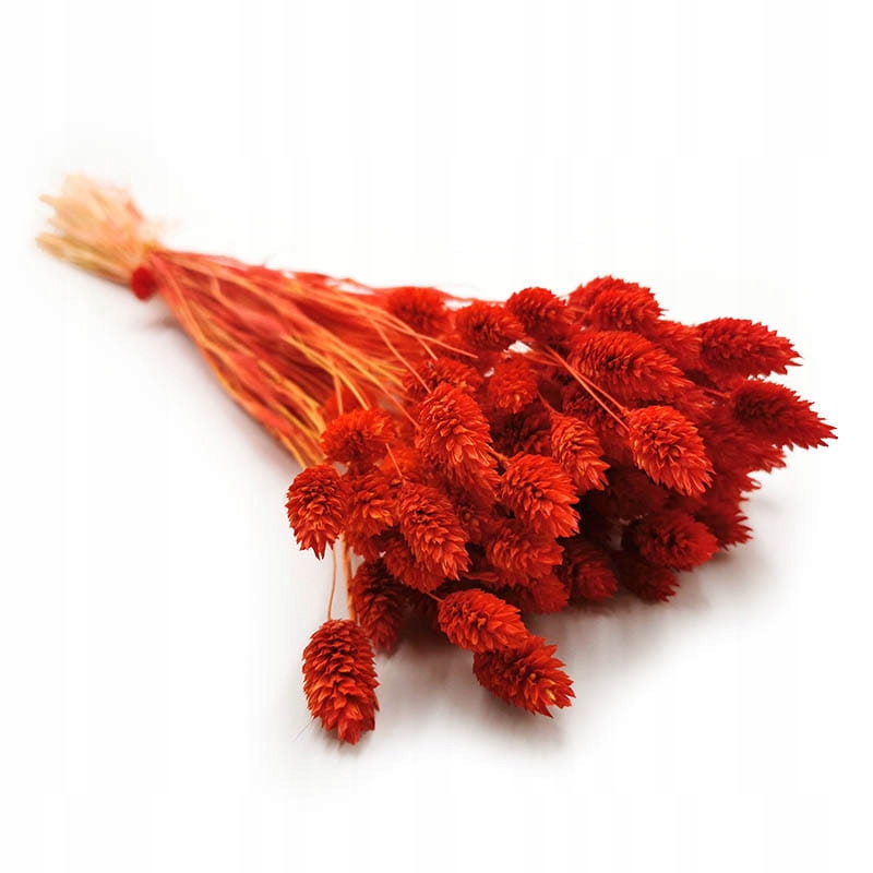 

Phalaris Czerwony Mozga kanaryjska, kanar, boho