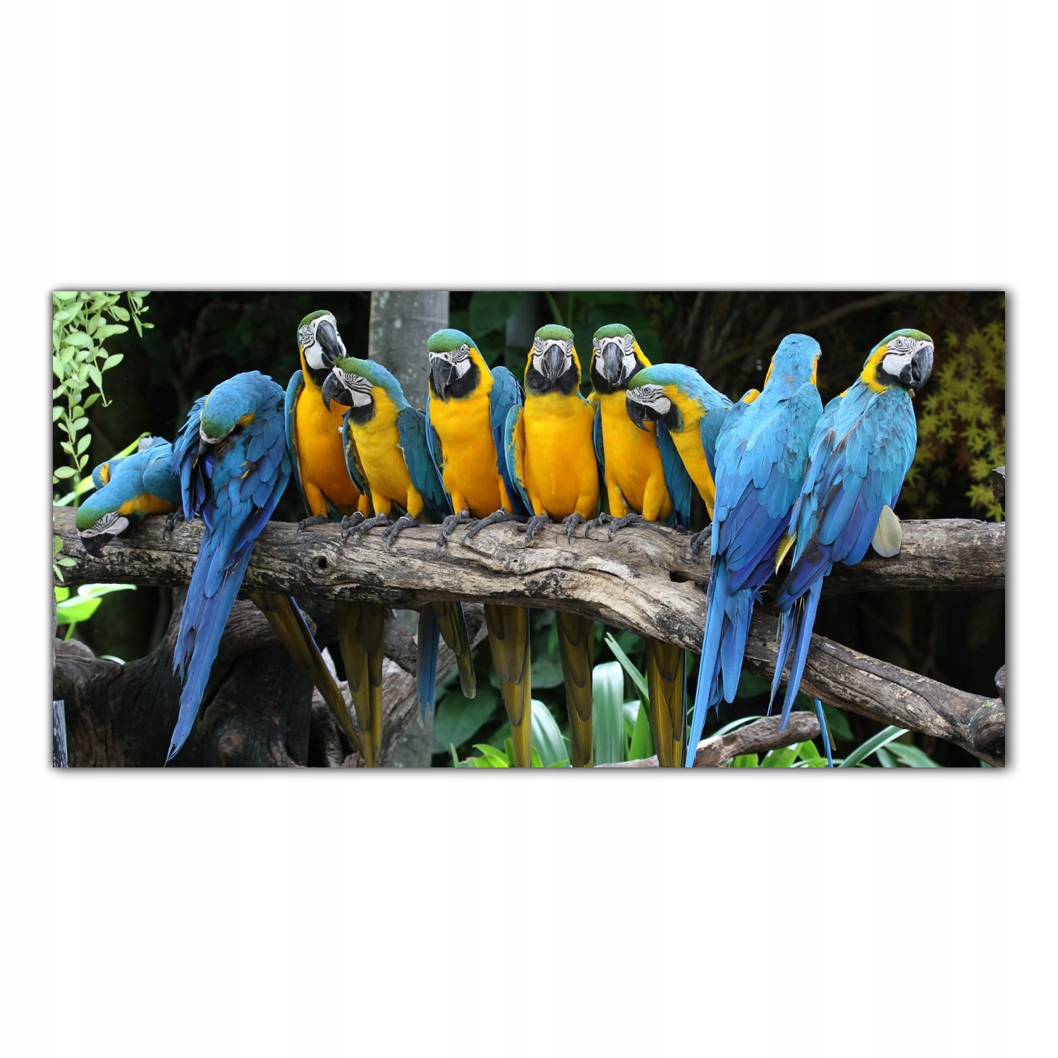 

Obraz na szkle Foto Papugi Ptaki Zwierzęta 100x50