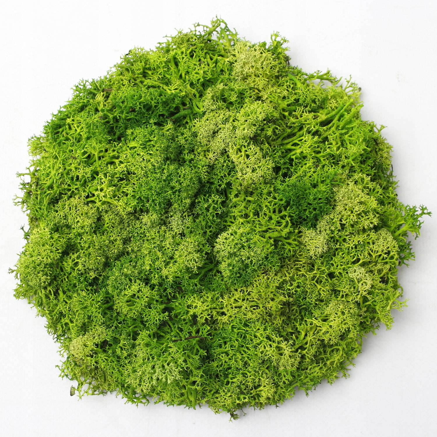 

Żywy Obraz z Mchu Chrobotek Koło 15cm Dekoracja