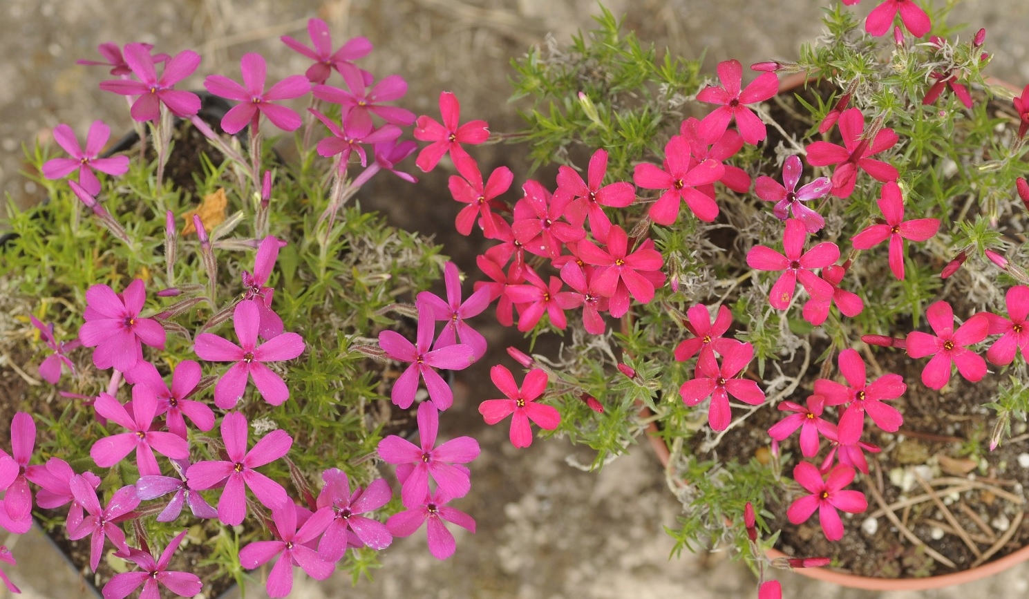 Floks Douglasa 'Zigeunerblut' - Phlox douglasii 'Zigeunerblut'