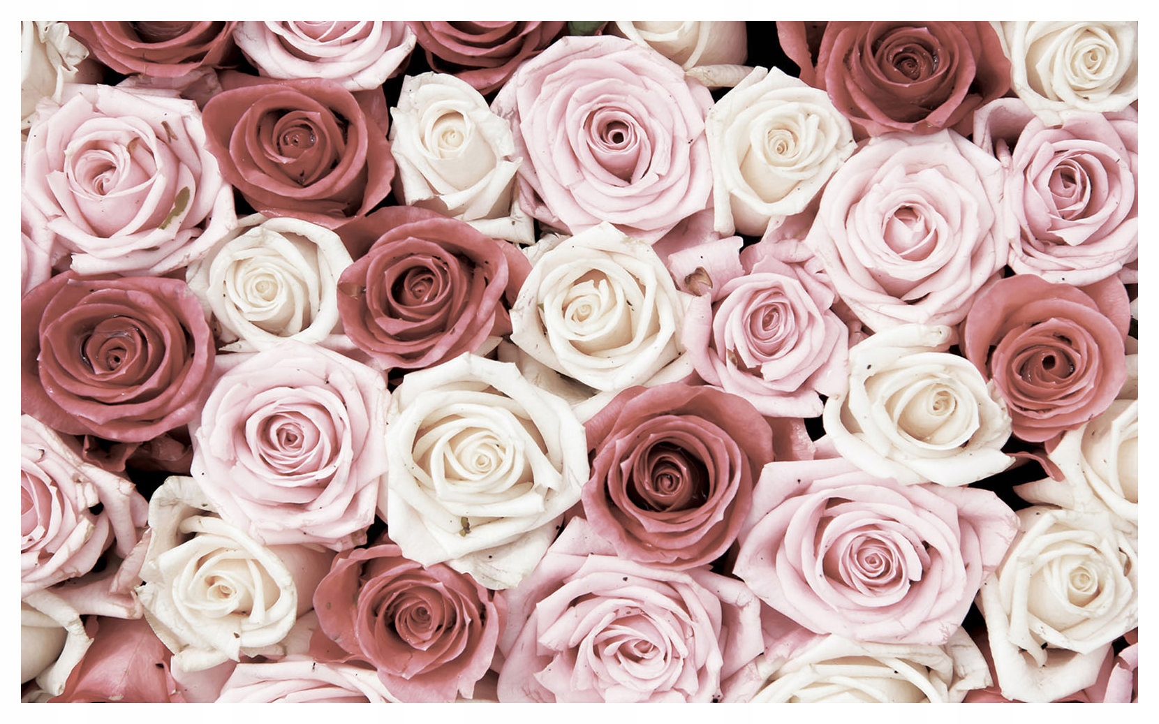 Fototapeta flizelina Růže Jemnost a romantika do ložnice 254x184 lepidlo