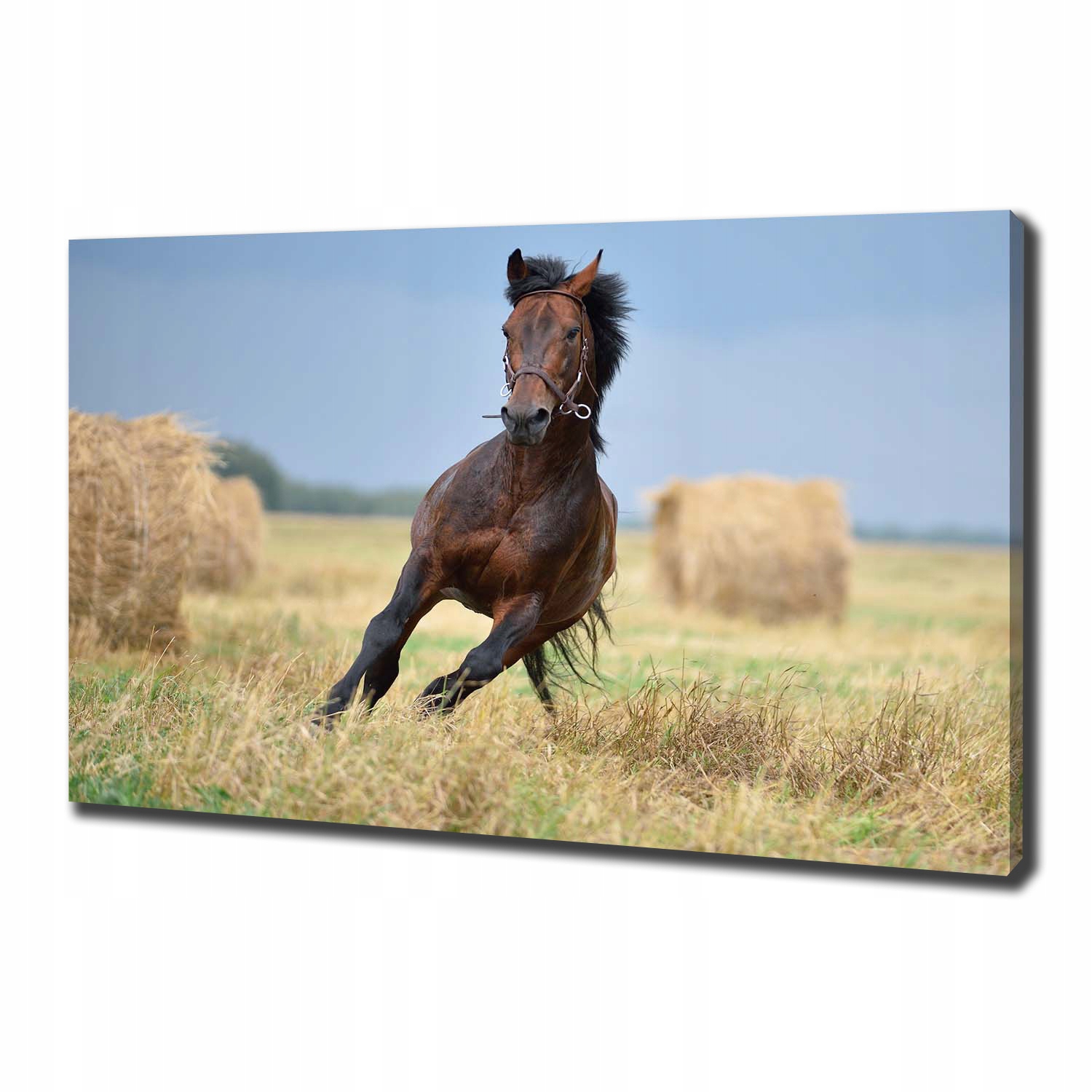 

Foto obraz na płótnie Koń w galopie 100x70 cm