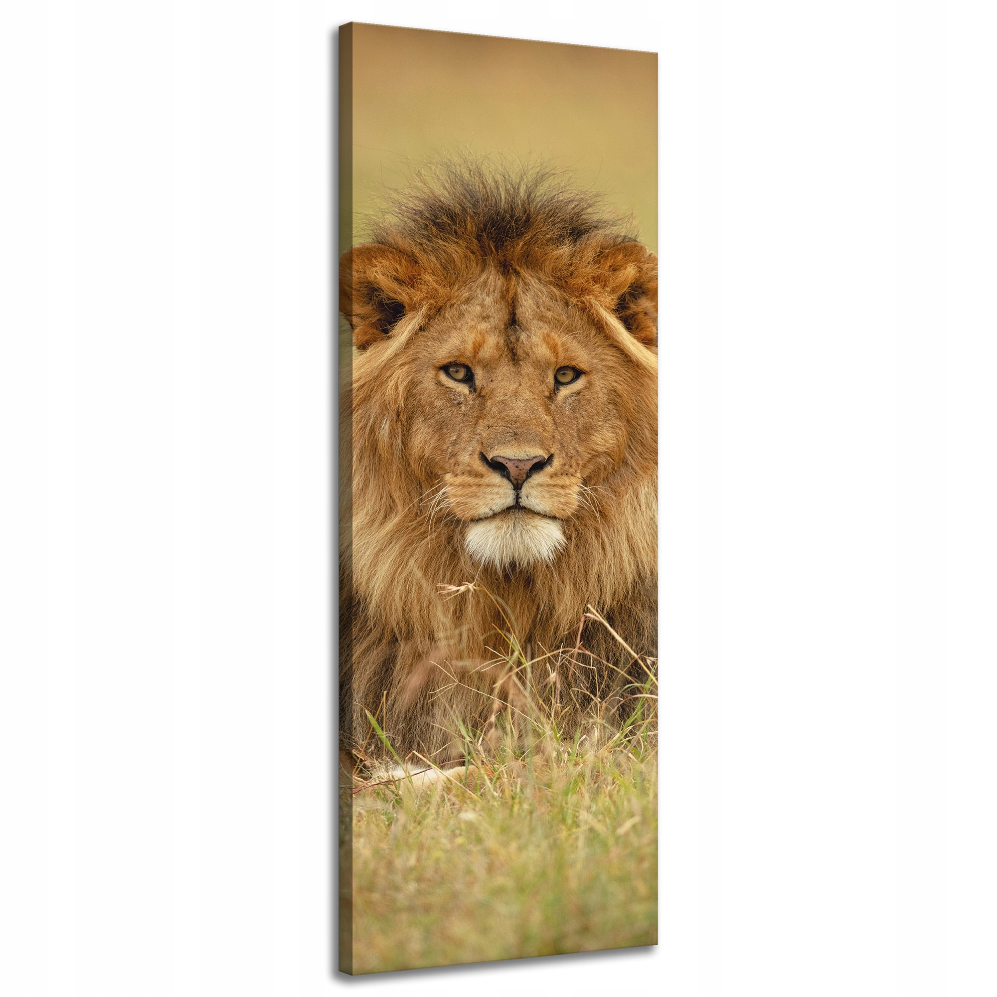 Obraz na plátně Lev na trávě Zvíře Příroda 40x120 cm Ideální jako dárek