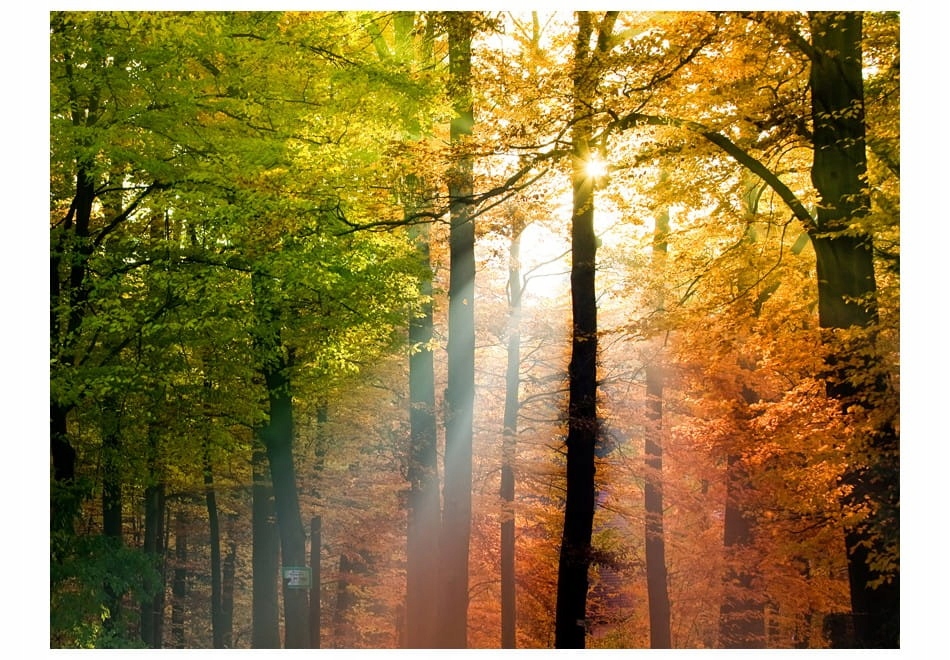

Fototapeta - Piękna jesień - 200X154