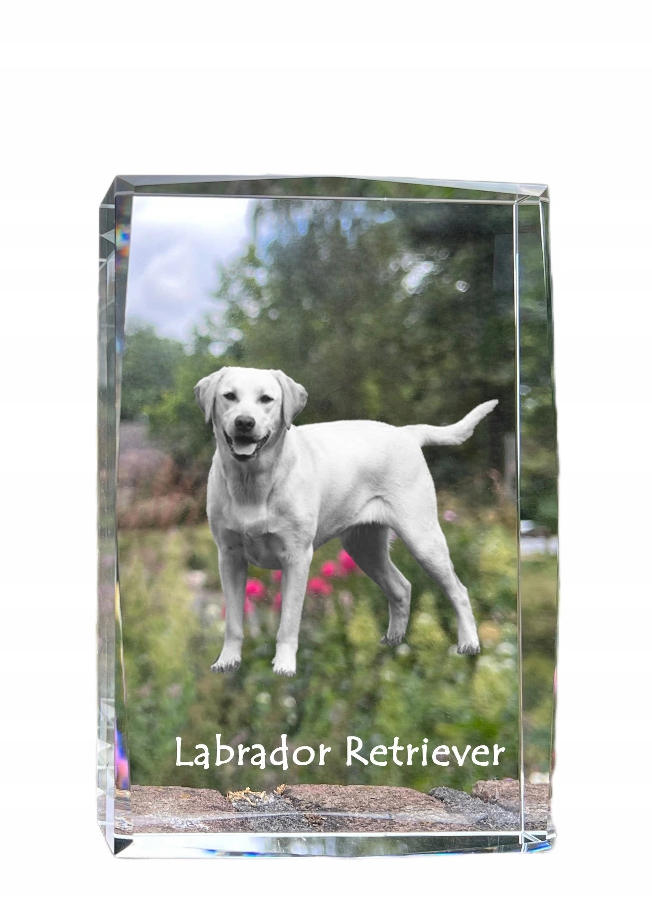 Labradorský retriever fotografia psa v kryštáli, suvenír, trofej poďakovanie