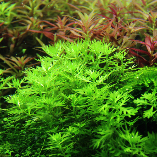 Hottonia palustris (in-vitro) банка 7CM TROPICA 12GROW