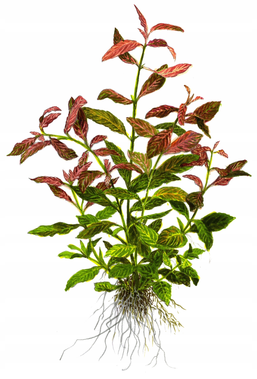 Hygrophila polysperma Rosanervig TROPICA (koszyk)