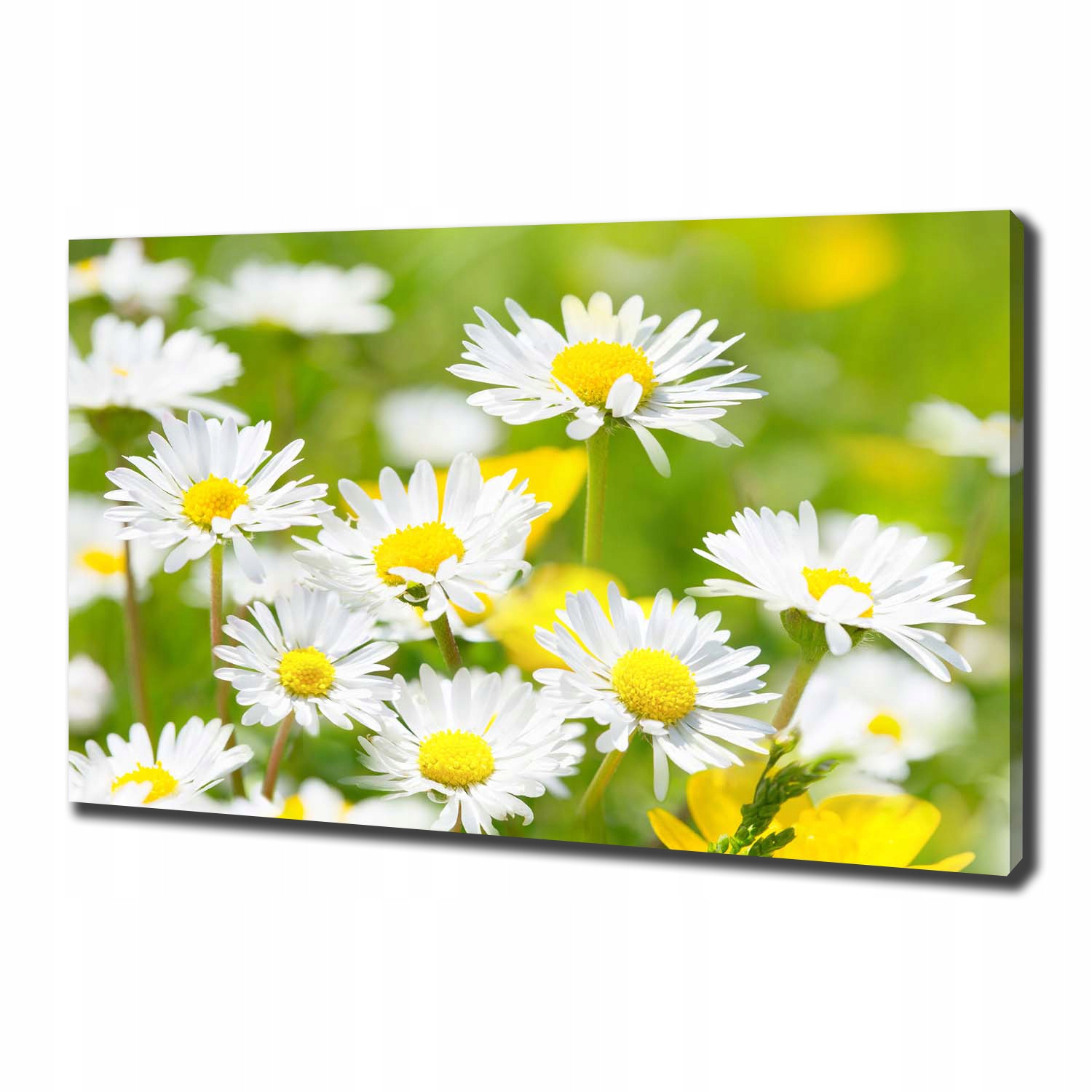 

Foto obraz canvas na ścianę Stokrotki 100x70 cm