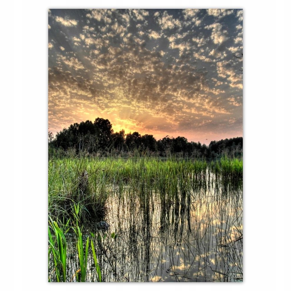 

Naklejki 50x70 Mokradło