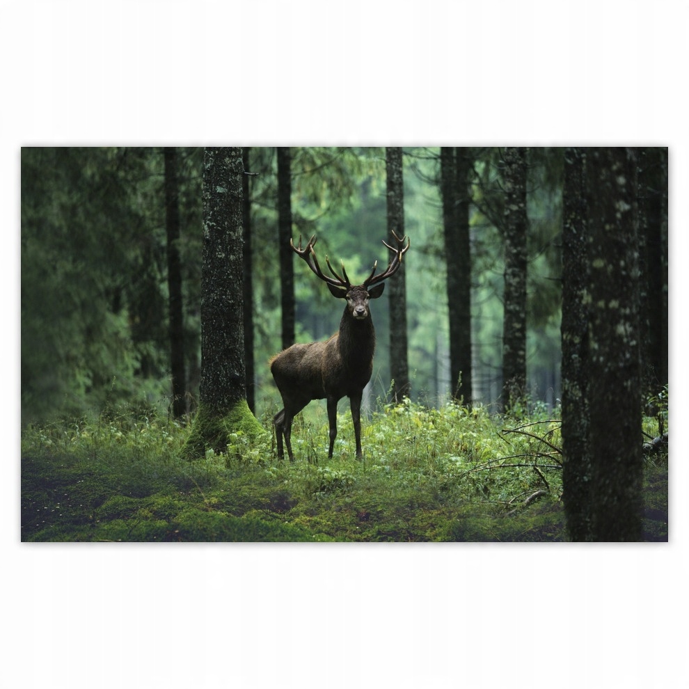 

Fototapety flizelina 416x254 Jeleń Jelenie Las