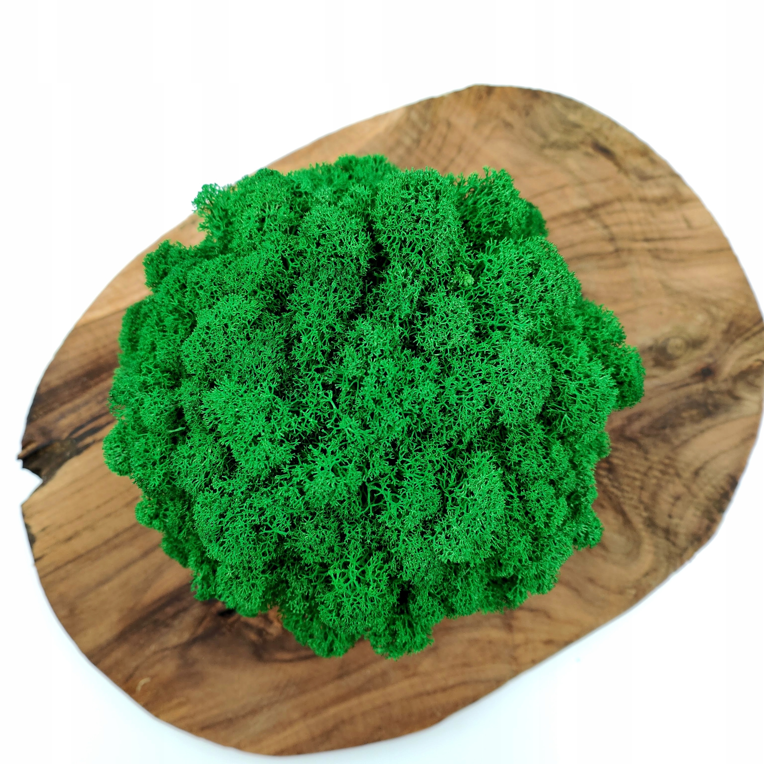 Doniczka z mchem chrobotkiem MECH CHROBOTEK w doniczce biała druk 3d #2 Wysokość produktu 16 cm