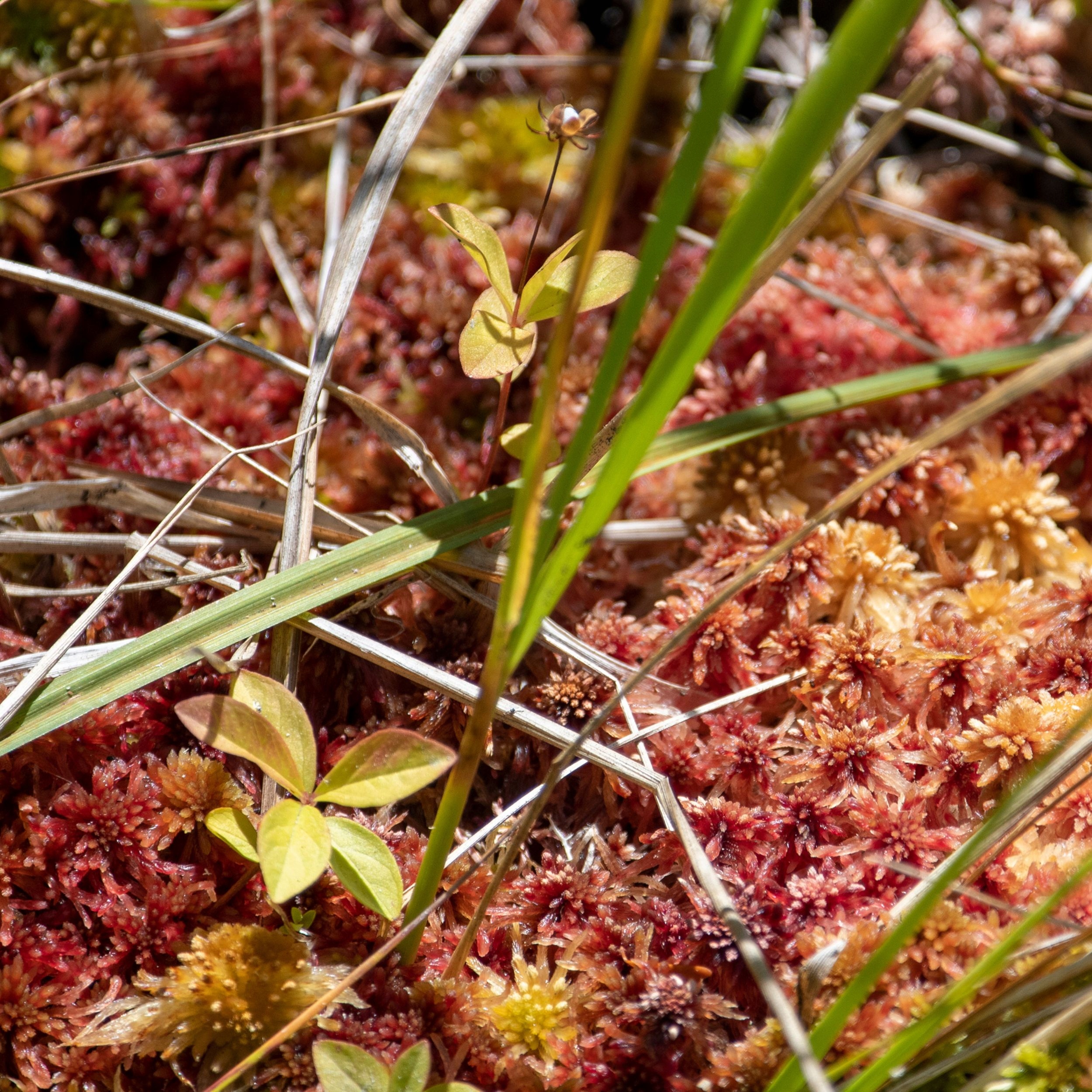 Mech torfowiec prasowany Sphagnum 8l - 100g do terrarium Spagmoss Besgrow Pojemność 8 l