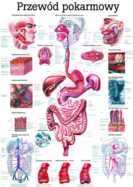 Plansza anatomiczna: Przewód Pokarmowy (100 x 70 cm) w języku polskim