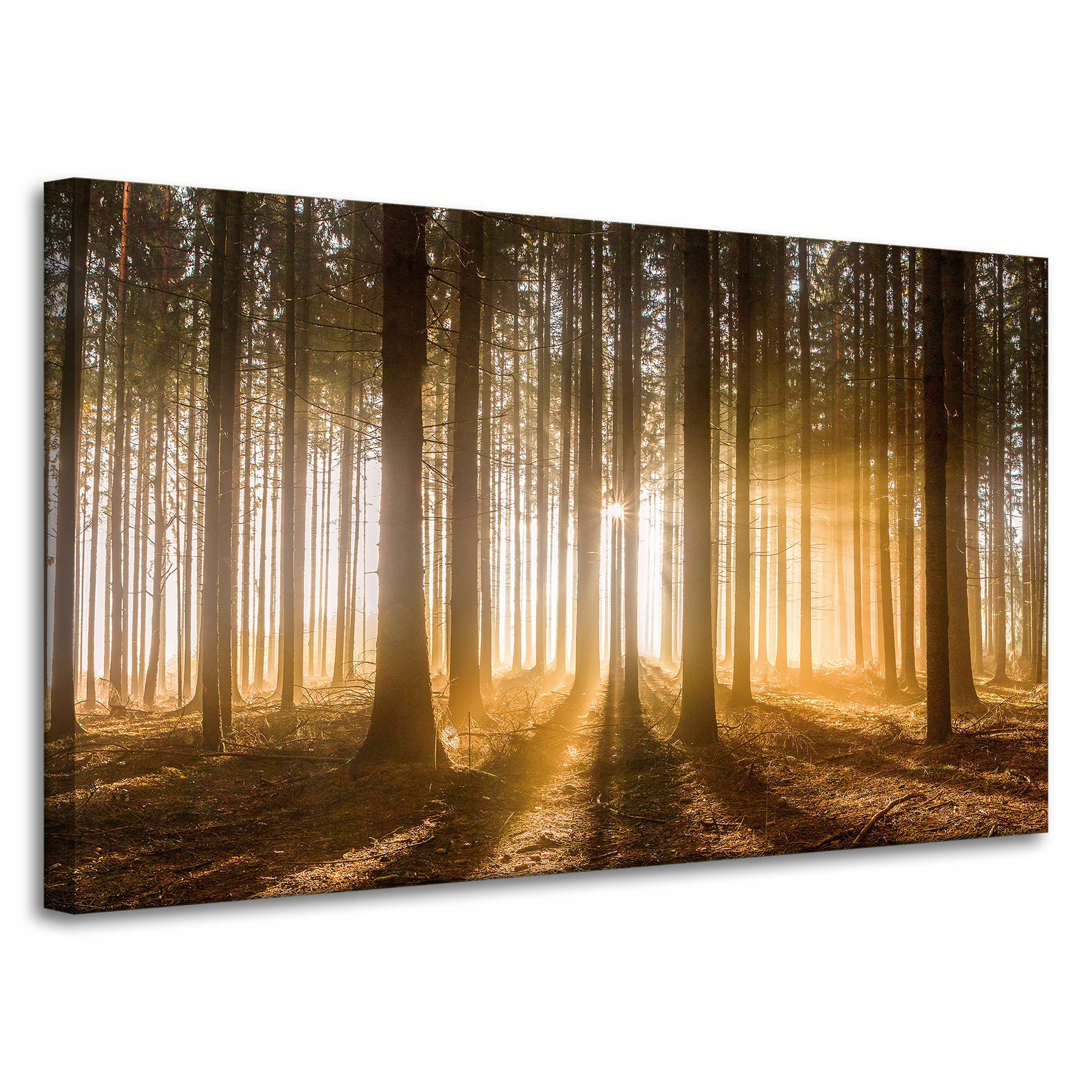 Obraz na plátně Slunce v lese Světlo Stromy 100x60 cm Ideální jako dárek