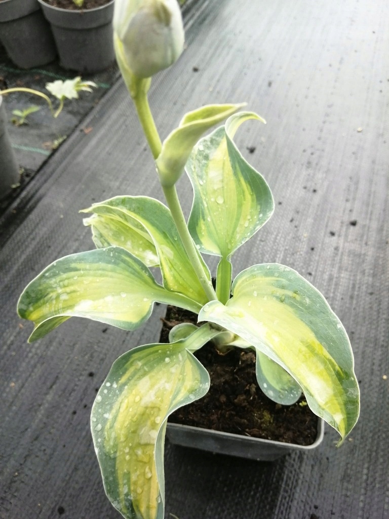 Funkia (Hosta) Blue Circle sadzonka poj. 1L Producent inna