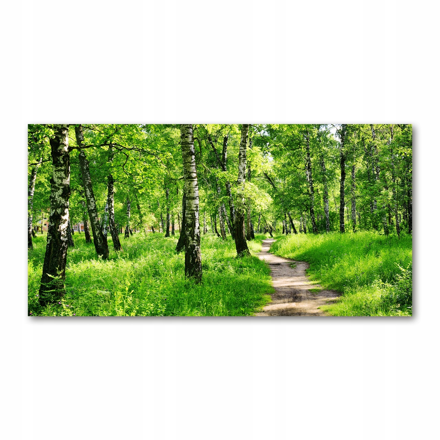 

Foto obraz akryl zdjęcie Brzozowy las 120X60 cm