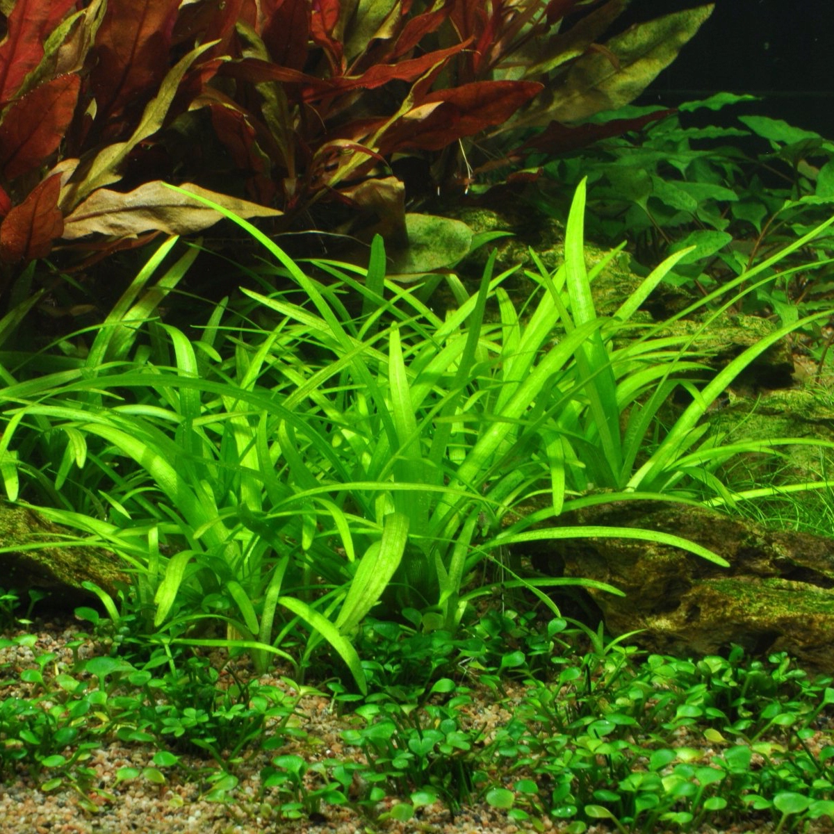 Sagittaria subulata - RA koszyk XXL