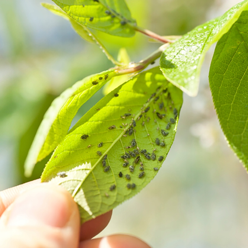 Olej Neem nierafinowany 100 ml Marka Vitafarm