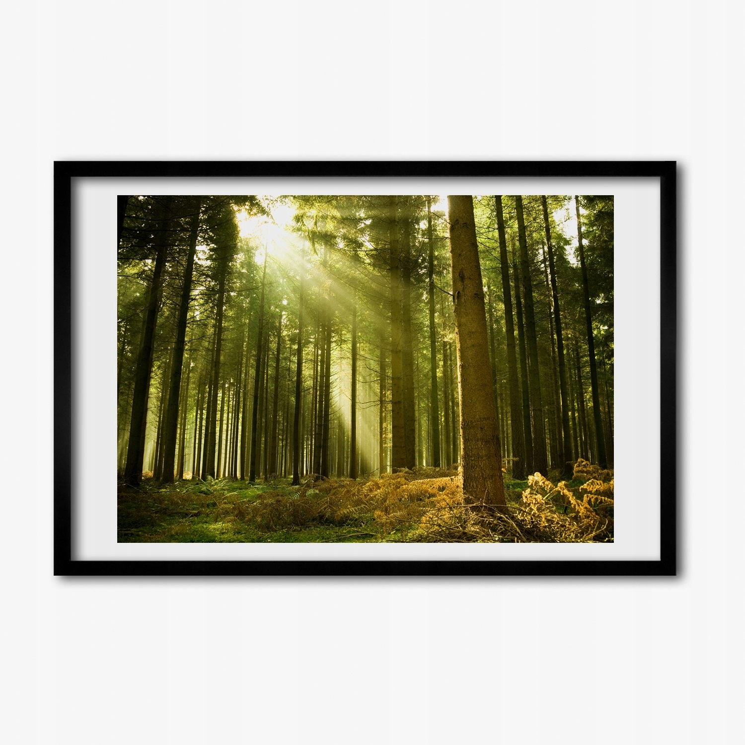 Foto tištěný obraz rámeček mdf Borový les 60x40
