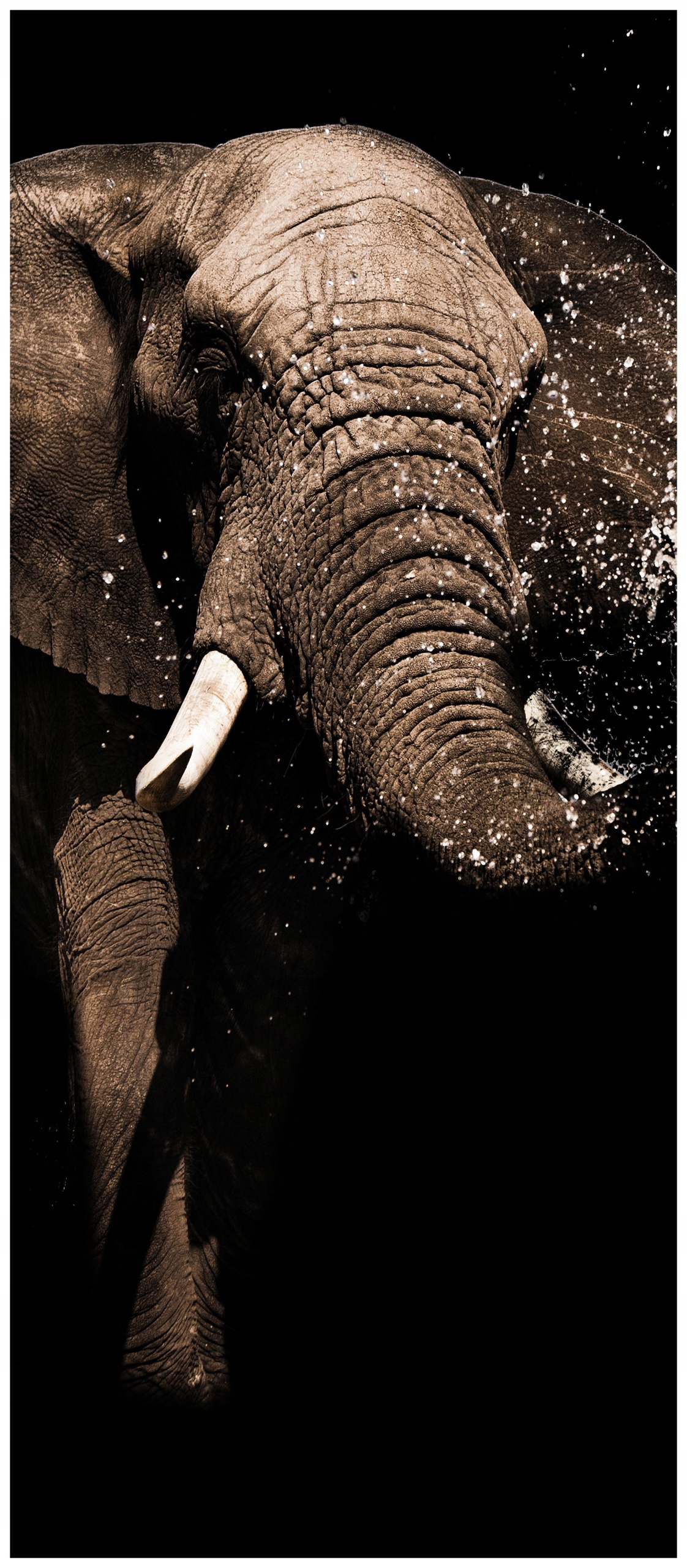 Vliesová fototapeta Africký slon, černá a bílá, elegance 91x211 lepidlo