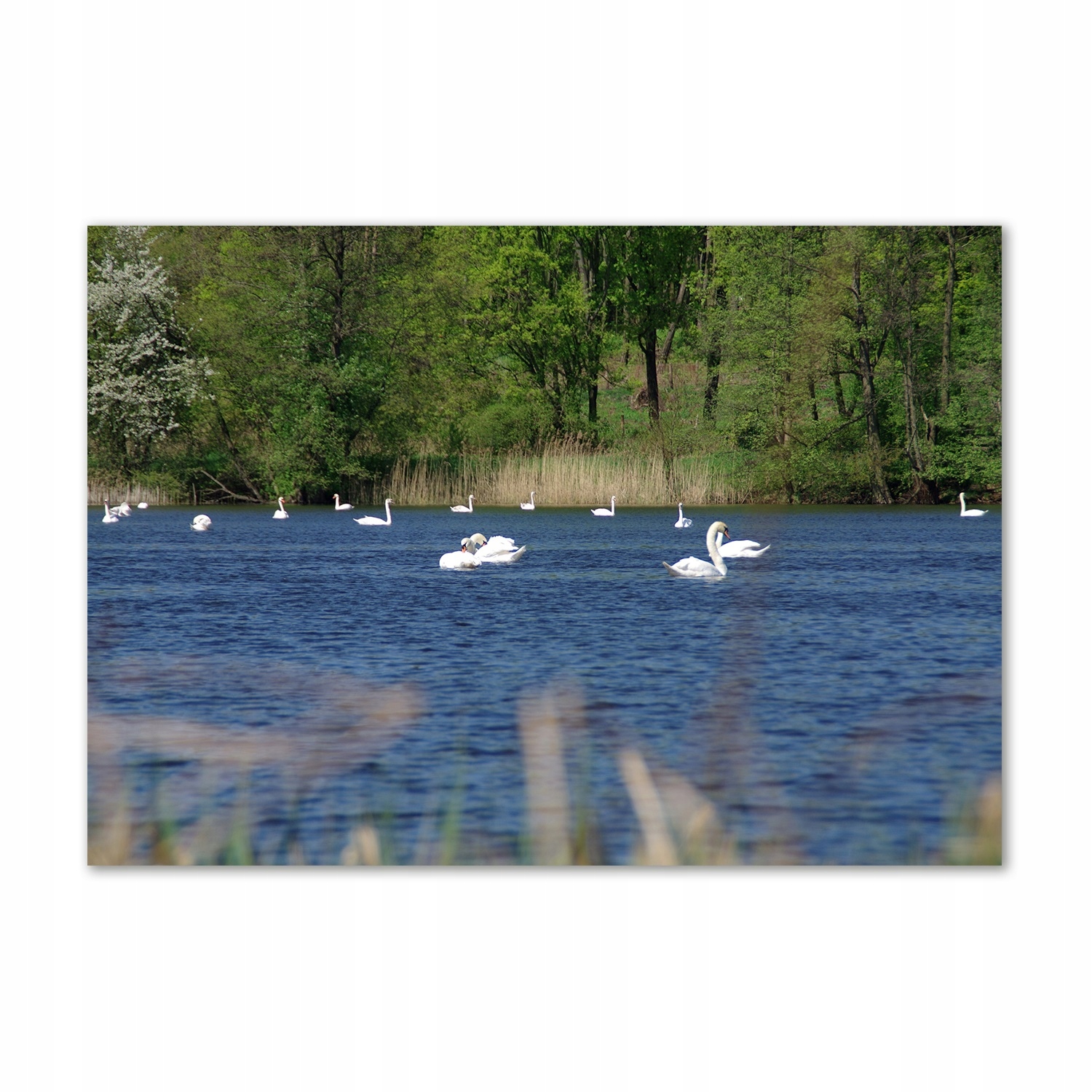 

Foto obraz szkło akryl Białe łabędzie 100x70 cm