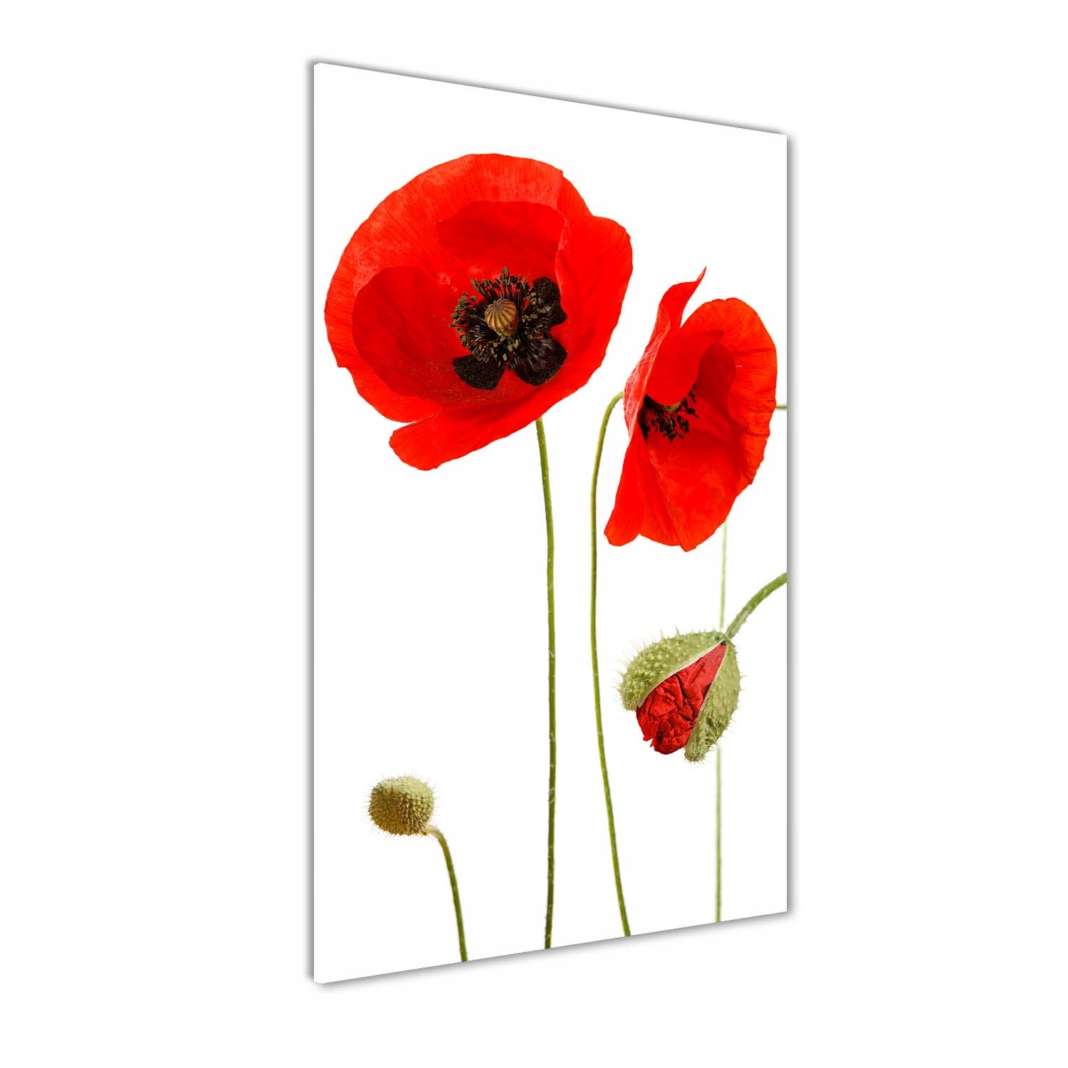 

Foto obraz akrylowy na ścianę Polne maki 60x120cm
