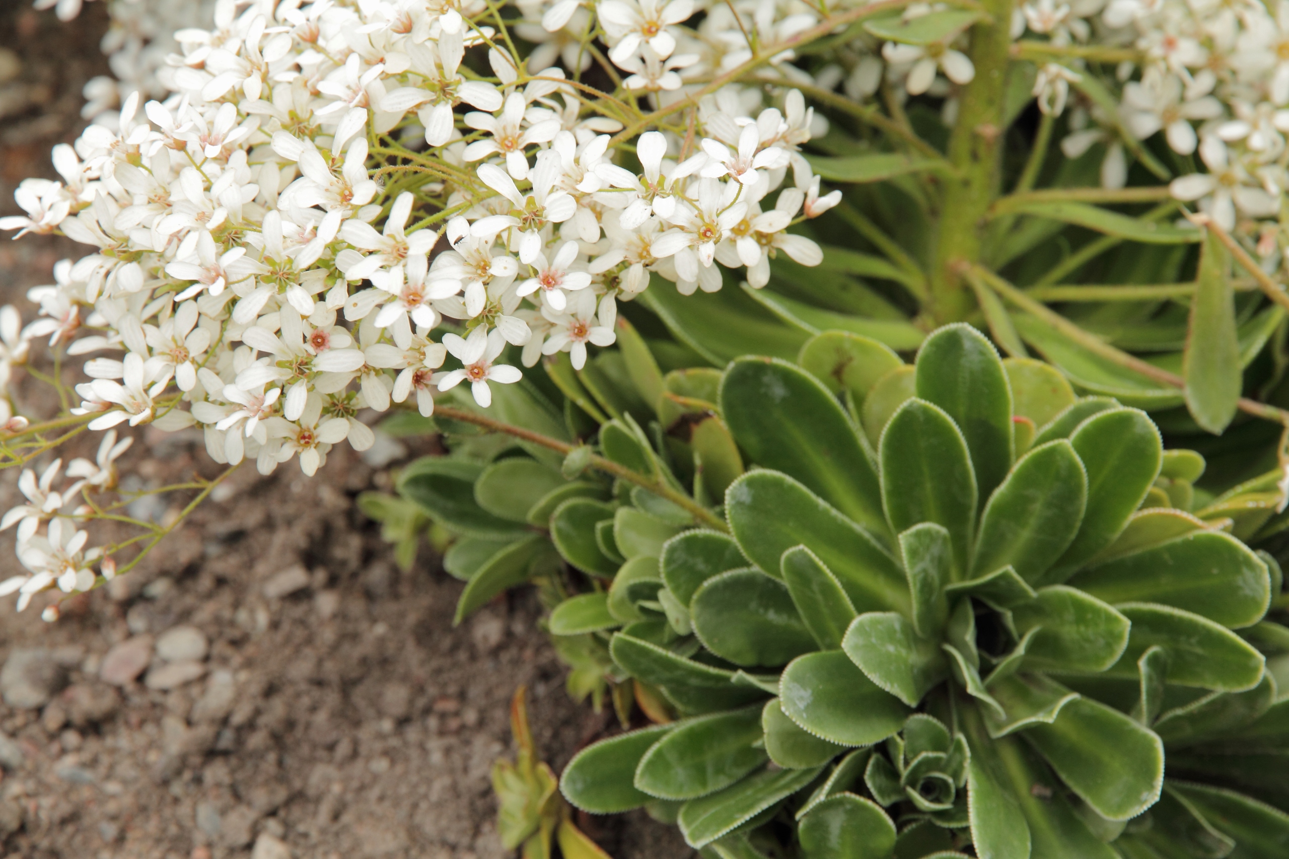 Saxifraga cotyledon-камнеломка