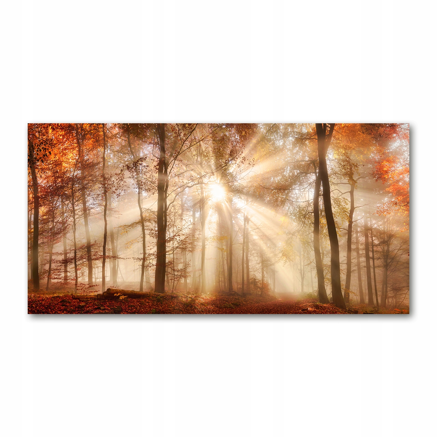 

Foto obraz szkło akryl Mgła w lesie jesień 120X60