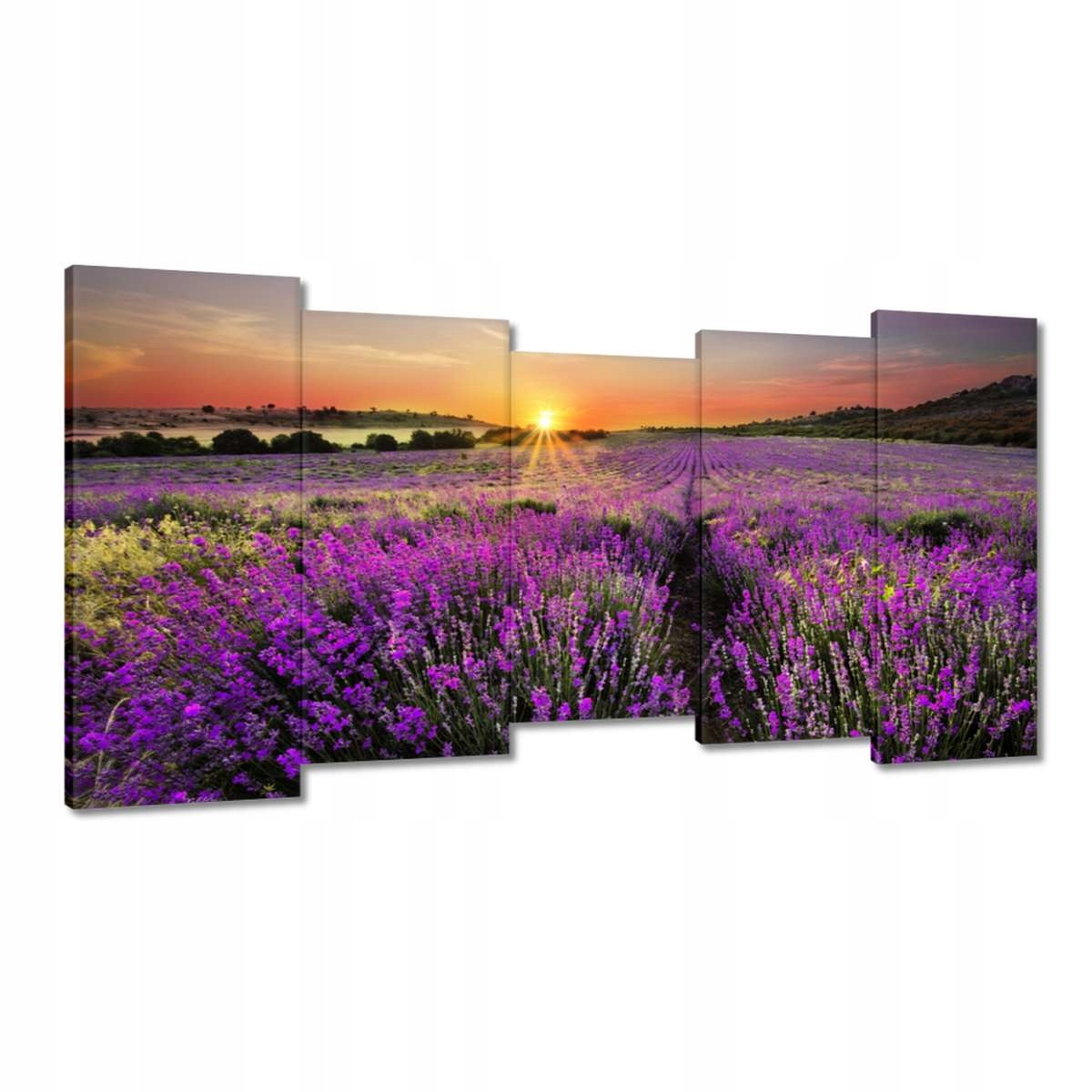 Obrazy 150x80 Levandulová louka