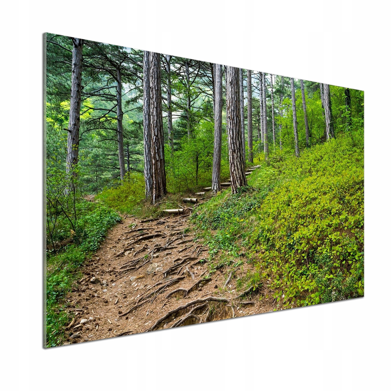 Panel do kuchyne Lesná cesta 100x70 cm Lepidlo