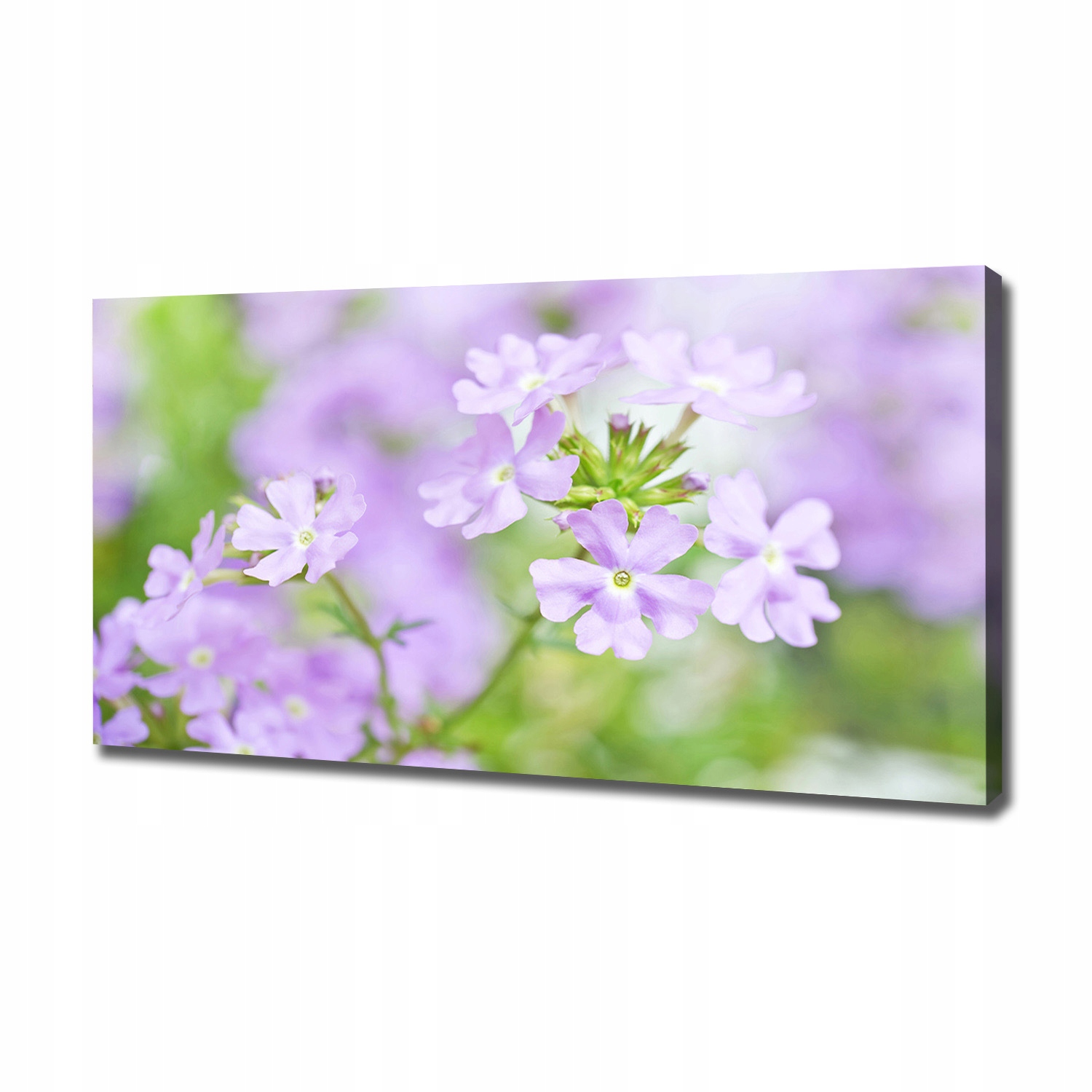 

Foto obraz canvas na ścianę Werbena 120x60 cm
