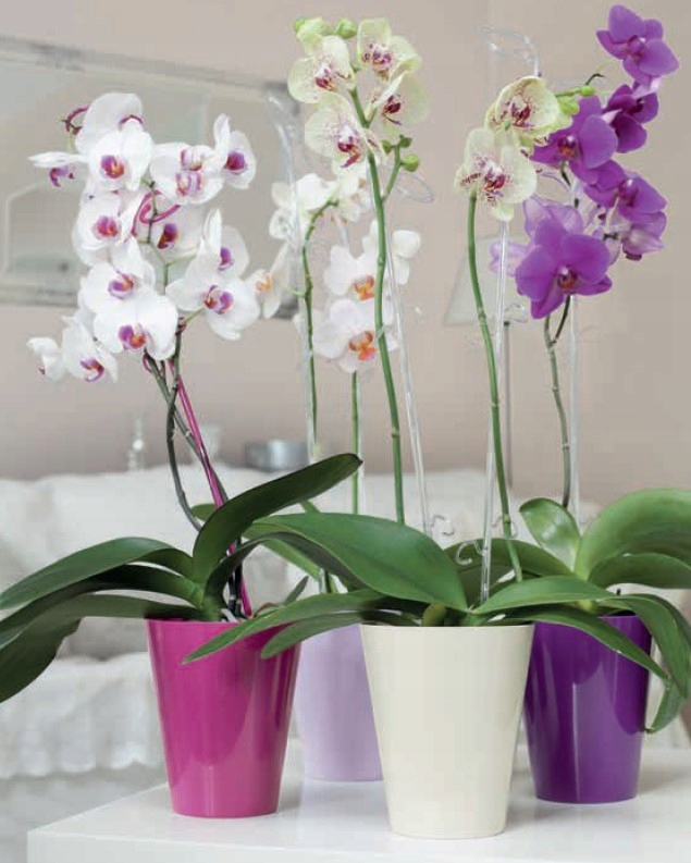 Osłonka do storczyka Vulcano 13 jagodowy Maks. szerokość 12.7 cm