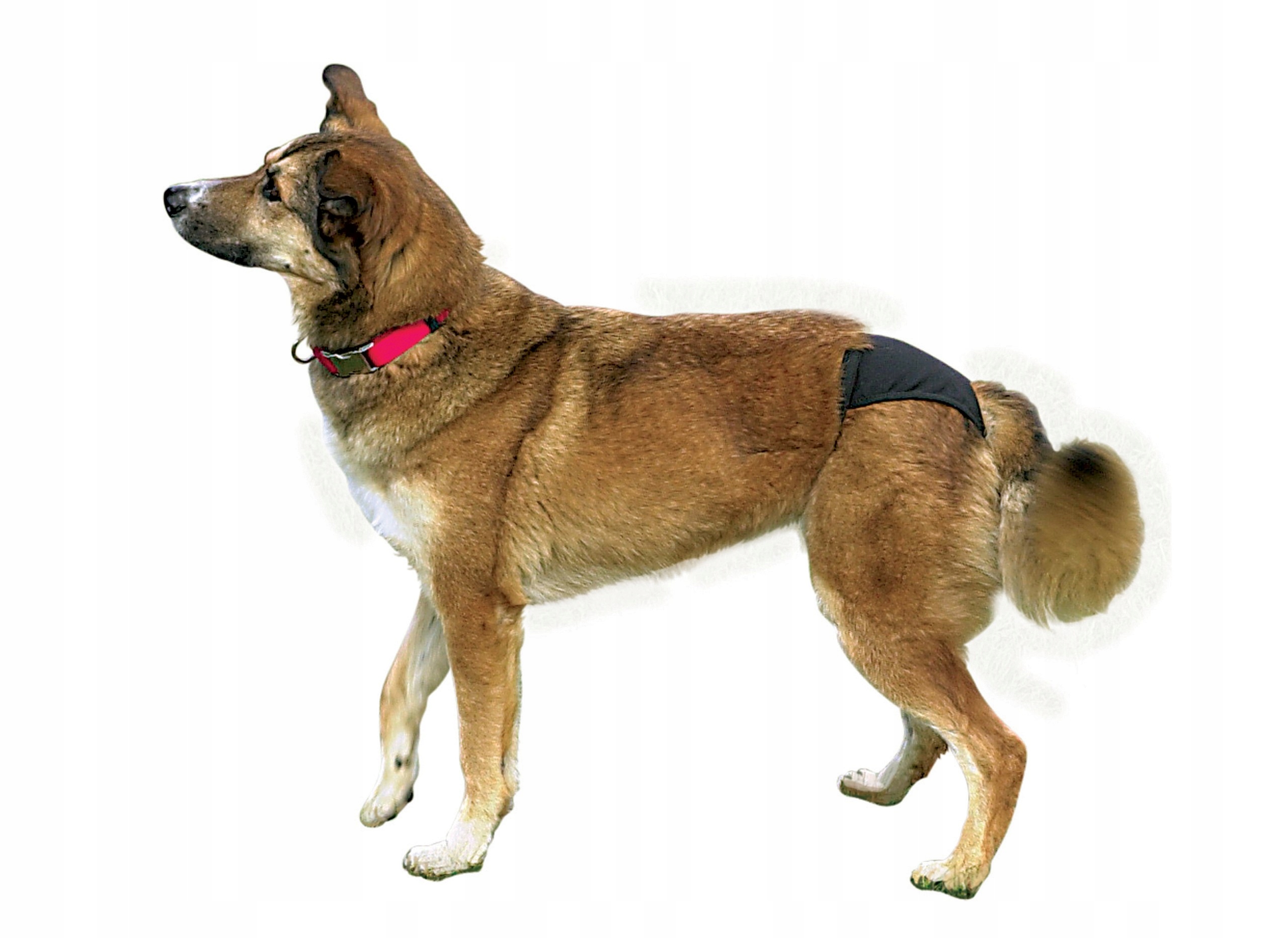 

Trixie Majtki na cieczkę psa Czarne M 40-49cm