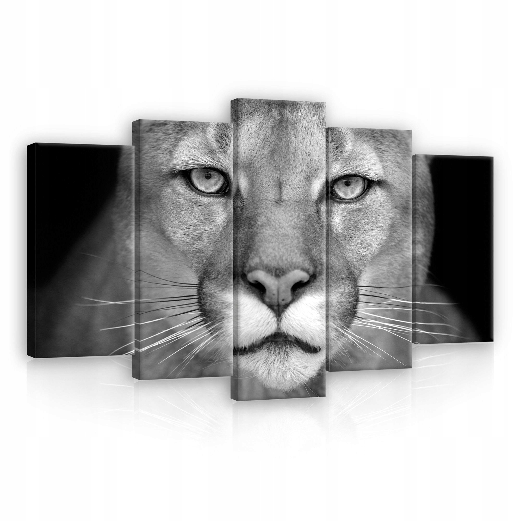 Obraz 100x60 Puma kuguar dravec kočka příroda oči síla grácie černá bílá