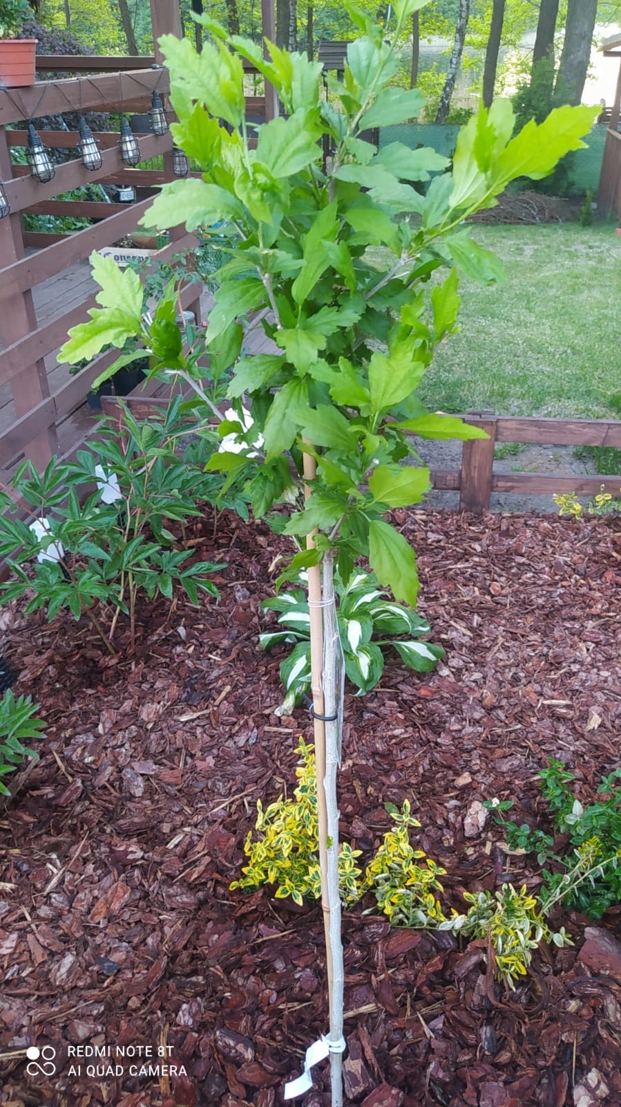 Kora Sosnowa Ogrodowa Gruba 80L Pojemność 80 l